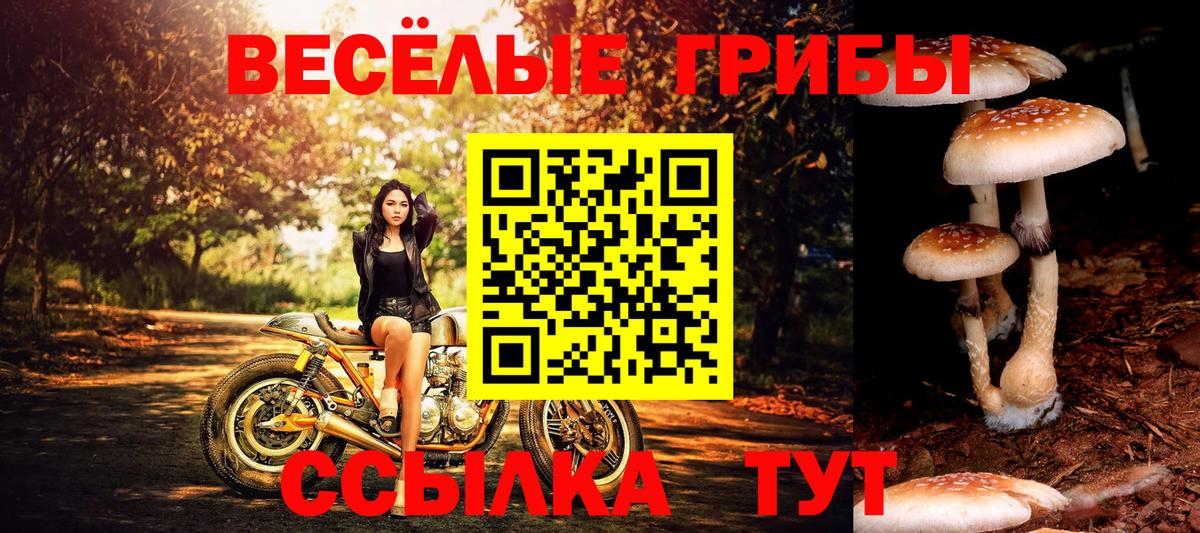 Галлюциногенные грибы Psilocybe Нижнеудинск
